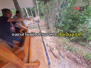 จงอาง! โผล่ร้านอาหารข้างสระมรกต จ.กระบี่ เชื่อเป็นงูเจ้าที่มาขออยู่ด้วย เป็นสิริมงคล