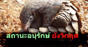 ตัวนิ่ม สัตว์ป่าถูกล่ามากที่สุดในโลก สถานะอนุรักษ์ยังมืดมน