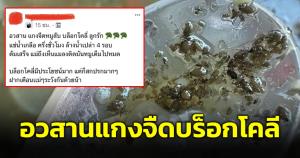 ชาวเน็ตผวา! เจอแมลงผุดออกมาจาก "บรอกโคลี" หลังนำไปทำแกงจืด พร้อมแนะวิธีทำความสะอาด