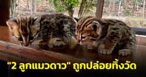 เจ้าอาวาสวัดท่ามะเกี๋ยง จ.เชียงใหม่ พบ "ลูกแมวดาว" ถูกปล่อยทิ้งในวัด แจ้ง จนท.อุทยานฯ รับไปดูแลแล้ว