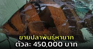 ฮือฮา! หนุ่มโพสต์ขายปลาพันธุ์หายาก 'เสือตอเขมรสายเก่า' ตัวละ 450,000 บาท