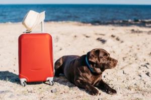 จดเลย! โรงแรม Pet Friendly บนเกาะสมุย พาหมาแมวเข้าพักได้