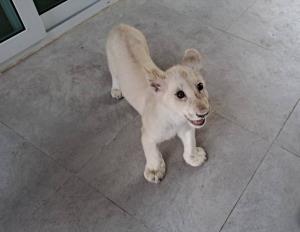 เพื่อนบ้านผวาหนุ่มจีนเลี้ยงสิงโตขาวปล่อยเดินอิสระภายในบ้าน ร้อง ตร.หนองปรือตรวจสอบ