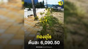 สุดกังขา ทองอุไรหน้าศาลากลางจังหวัดพังงาต้นละ 6,090.50 บาท