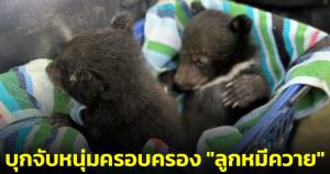 จนท.อุทยานฯ บุกจับหนุ่ม ครอบครองสัตว์ป่าคุ้มครอง "ลูกหมีควาย" 2 ตัว เตรียมนำไปขาย