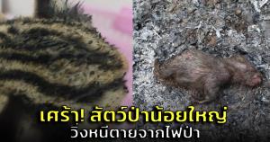 สัตวแพทย์เศร้า! พบสัตว์ป่าบาดเจ็บ-ตาย จากเหตุไฟป่าจำนวนมาก