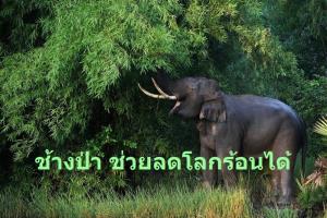รู้หรือไม่ ! การหาอาหารของช้างป่าช่วยลดก๊าซเรือนกระจก