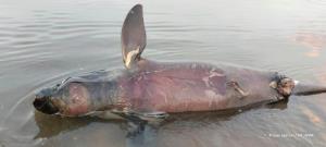 กัมพูชาตั้งเขตอนุรักษ์สกัดทำประมงผิดกฎหมาย ปกป้องโลมาแม่น้ำโขงให้รอดพ้นสูญพันธุ์