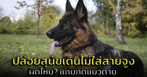 อุทาหรณ์! ทาสหมาพาเดินเล่นในหมู่บ้านไม่ใส่สายจูง กัดแมวตายไม่รับผิดชอบ (ชมคลิป)