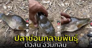 กลายพันธุ์! หนุ่มตกปลาได้ปลาช่อนตัวสั้น-อ้วมกลม ตั้งคำถามหรือคือการช็อตบอดี้ (ชมคลิป)