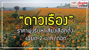 "ดาวเรือง" ราคาพุ่งรับหาเสียงเลือกตั้ง เฉียดดอกละ 2 บาท : เรื่องเด่นทั่วไทย
