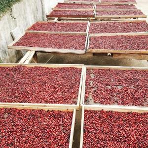 YAYO COFFEE จากครอบครัวผู้เริ่มต้นปลูกกาแฟดอยช้าง สู่โรงคั่วผลิตเมล็ดกาแฟคุณภาพดอยช้างส่งขายทั่วปท.