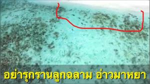 “ดร.ธรณ์” ขอความร่วมมือนักท่องเที่ยวอย่ารุกรานลูกฉลาม อ่าวมาหยา โดยการลงทะเลลึกเกินเข่า