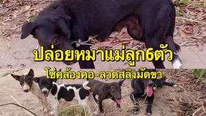 ทาสหมาเศร้า! คนใจร้ายปล่อยหมาแม่-ลูก 6 ตัว แถมใช้โซ่คล้องคอ ลวดสลิงมัดขาเกือบขาด