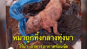 ชื่นชม! ไรเดอร์คนดี ช่วยชีวิตหมาถูกทิ้งกลางทุ่งนา ไร้น้ำ-อาหาร อากาศร้อนจัด