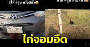 พญาไก่หรือเปล่า! ชาวเน็ตอึ้ง ไก่ถูกเก๋งถอยชนแต่ไม่เป็นอะไร แต่กระจังหน้ารถแตก
