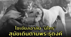 อาลัย "นิโคร" สุนัขตามพระธุดงค์จากอินเดีย ถูกรถชนตายที่มหาสารคาม