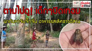 ตามไปดู! เด็กๆ ปิดเทอมพาไปหาจับจักจั่น อาหารเลิศรสชาวอีสาน : เรื่องเด่นทั่วไทย
