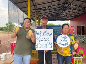 ชาวสวนมะม่วงพิจิตรขอบคุณ “พาณิชย์” นำผู้ประกอบการซื้อมะม่วงทันทีหลังเจอพายุ