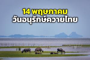 14 พฤษภาคม “วันอนุรักษ์ควายไทย"