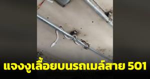 ขสมก.แจงงูเลื้อยบนราวจับรถเมล์สาย 501 กลับคืนสู่ธรรมชาติ กำชับความเรียบร้อย