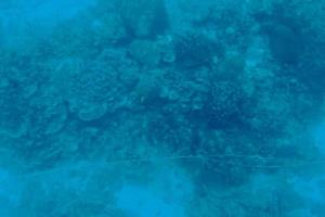 (คลิป) จี้เร่งเอาออกด่วน! พบเศษอวนหลายร้อยเมตรในแนวปะการังเกาะราชาน้อย พบปลาติดตายแล้วเพียบ