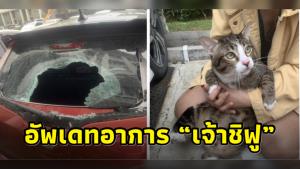 เจ้าของ “ชิฟู” อัปเดตอาการ เสียใจไม่ปฏิบัติตามกฎทำเจ้าเหมียวตกคอนโดฯ เตรียมหาหมออีกรอบ