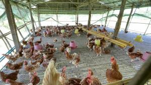 เกษตรกรเลี้ยงไก่ไข่โอดอาหารไก่ราคาพุ่งแบกต้นทุนไม่ไหว วอนรัฐช่วย