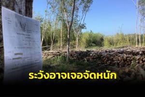 “แก๊งการเมืองท้องถิ่น” บุกยึดสวนยางที่สุราษฎร์ฯ อาจเจอจัดหนักหลังได้รัฐบาลใหม่