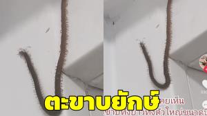 สยอง! ไวรัลคลิปตะขาบยักษ์ ทั้งตัวใหญ่-ยาวเกือบ 1 เมตร (ชมคลิป)