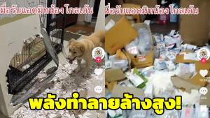 พลังทำลายล้างสูง! เผยนาที ‘น้องหมาโกลเดน’ ตัวน้อยป่วยแอดมิต แต่กลับพังโรงพยาบาลเละเทะ (ชมคลิป)