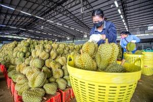 ฉงชิ่งเปิดเส้นทางขนส่งใหม่นำเข้า ‘ทุเรียนไทย’ ภายใน 4 วัน