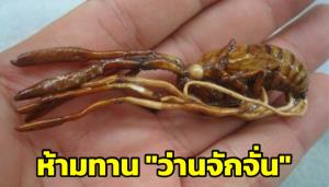 "อ.เจษฎ์" เผย ‘ว่านจักจั่น’ คือเชื้อรา เตือนห้ามกินเพราะมีพิษอันตรายต่อระบบประสาท