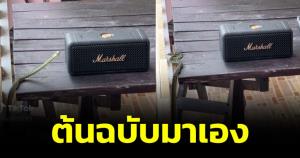 ต้นฉบับมาเอง! "งูเขียว" แดนซ์ข้างลำโพง หลังมนุษย์เปิดเพลง "ที่มีงูออกมา"