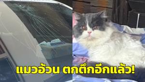แมวอ้วนอีกแล้ว! ‘น้องโมจิ’ ตกจากห้องชั้น 5 มาทับกระจกรถแตกยับ (ชมคลิป)