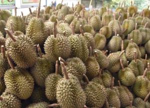 “พาณิชย์” เผยผู้ประกอบการลงพื้นที่ซื้อทุเรียนใต้เต็มพื้นที่ 70% ดันเกรดส่งออก กก.ละ 120-135 บาท