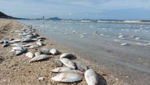 อีกแล้ว! ปลาตายเกลื่อนหาดบางแสน เชื่อฝีมือประมงมักง่ายออกเรือลากอวนได้ปลาไม่มีราคาจับโยนทิ้งทะเล