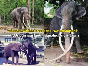ย้อนเส้นทางชีวิตกว่า 20 ปี ของ “พลายศักดิ์สุรินทร์” ช้างประวัติศาสตร์โลก ทูตสันถวไมตรีไทย-ศรีลังกา