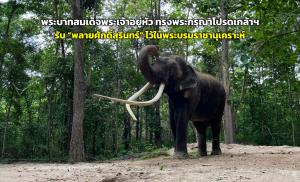 พระบาทสมเด็จพระเจ้าอยู่หัว ทรงพระกรุณาโปรดเกล้าฯ รับ “พลายศักดิ์สุรินทร์” ไว้ในพระบรมราชานุเคราะห์