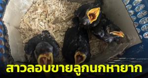 รวบสาวลอบขายลูกนกหายากกว่า 11 ชนิด มูลค่ากว่าแสนบาท พบความผิดฐานมีสัตว์ป่าคุ้มครองไว้ครอบครอง
