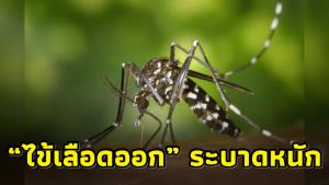 “หมอธีระ” วิเคราะห์สถานการณ์ “ไข้เลือดออก” ชี้ปีนี้หนักจริง