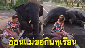 เอ็นดู! "พลายดาวมงคล" โชว์ลูกอ้อนขอแม่กินทุเรียนตอนรอใส่บาตร แม่บอกกินก่อนพระไม่ได้