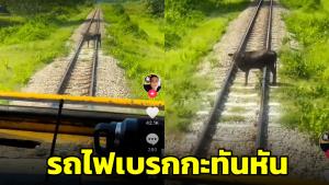 นาที! รถไฟต้องเหยียบเบรกกะทันหัน หลังเจอวัวยืนขวางคาราง (ชมคลิป)