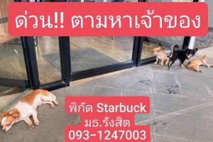 เพจดังประกาศตามหาเจ้าของสุนัขชิวาวา 4 ตัว หน้าสตาร์บัคส์ มธ.รังสิต
