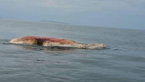 พบซากวาฬบรูด้าลอยกลางทะเลเกาะล้าน เมืองพัทยา เจ้าหน้าเตรียมชันสูตรหาสาเหตุการตาย