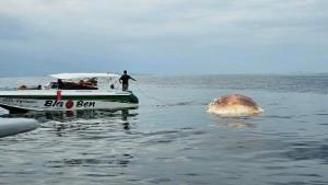 พบซากวาฬบรูด้าลอยกลางทะเลเกาะล้าน เมืองพัทยา เจ้าหน้าเตรียมชันสูตรหาสาเหตุการตาย