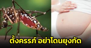 ภัยสาวท้อง! อย่าให้โดนยุงกัน อาจเจอไวรัสทำลูกหัวเล็ก