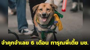 ความยุติธรรมมีจริง! ศาลเชียงใหม่สั่งจำคุก 6 เดือน ไม่รอลงอาญา ผู้ต้องหาทารุณ “พี่เตี้ย มช.”