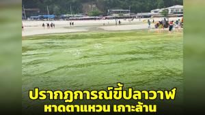 ฮือฮา! ปรากฏการณ์ขี้วาฬหาดตาแหวนเกาะล้าน เปลี่ยนสีน้ำทะเลกลายเป็นสีเขียว