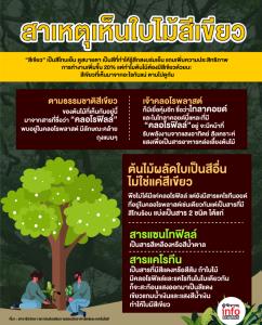 สาเหตุเห็นใบไม้สีเขียว